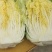 黄心白菜大量有货，配合找车一手货源品质佳保证