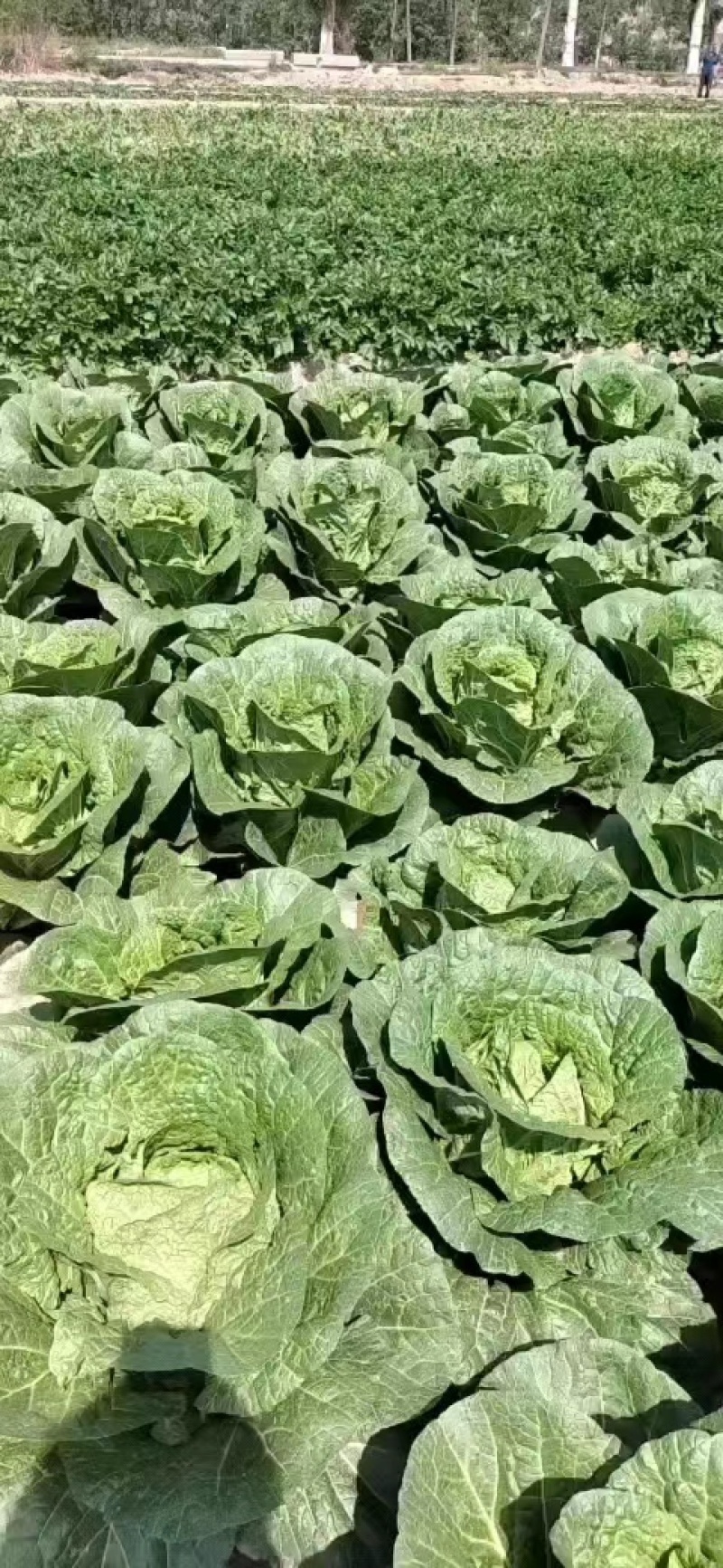 黄心白菜大量有货，配合找车一手货源品质佳保证