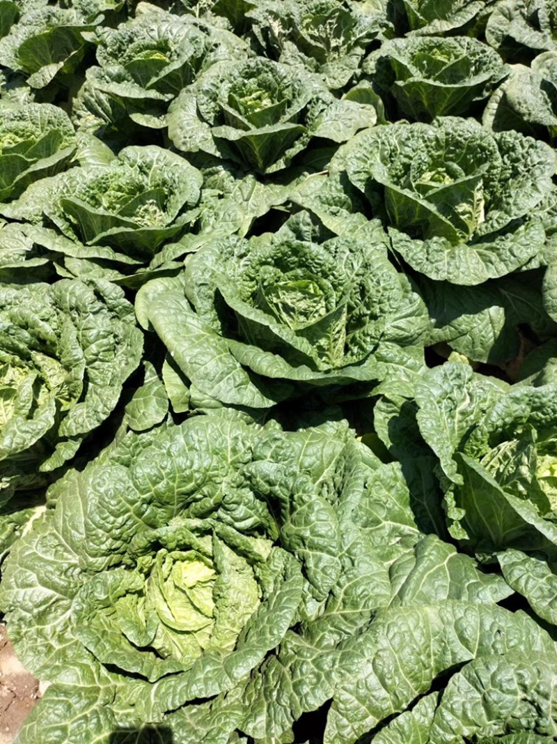 黄心白菜大量有货，配合找车一手货源品质佳保证