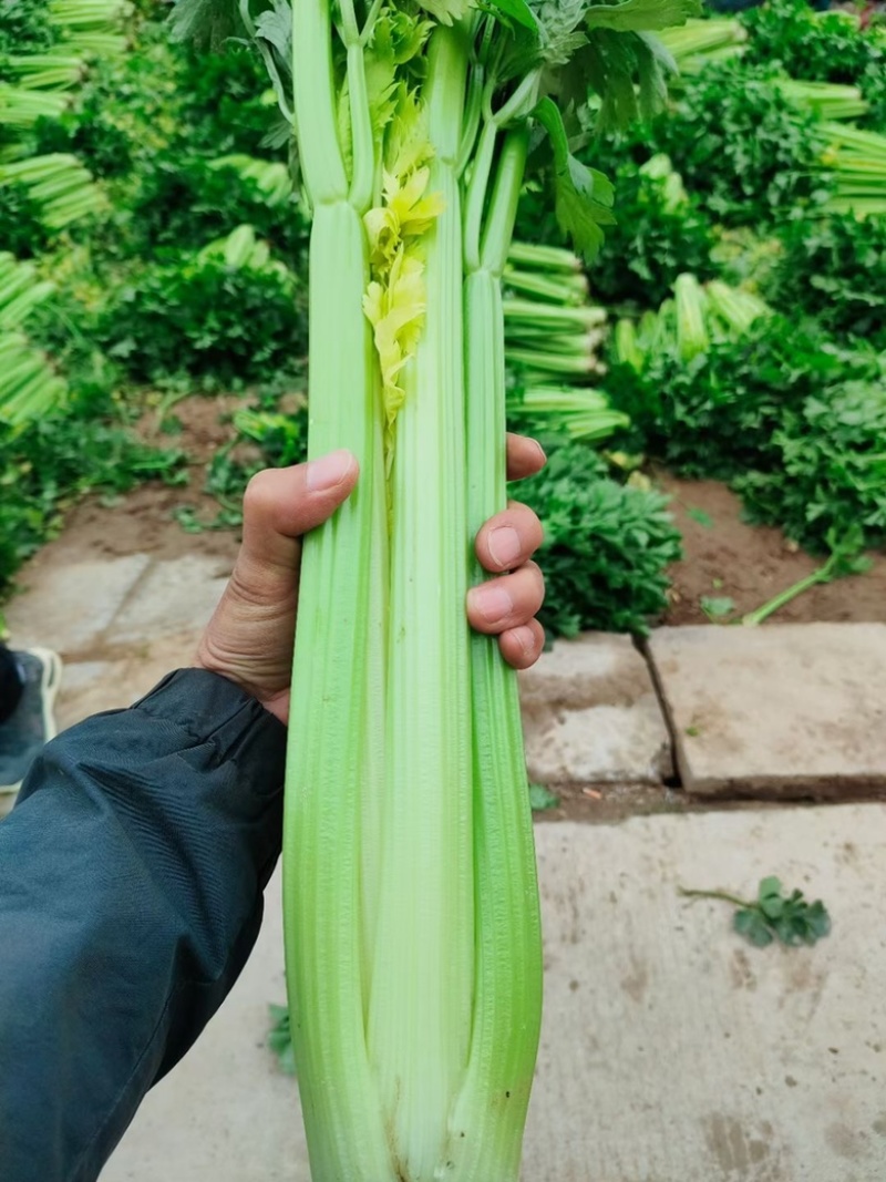 定西高原夏菜西芹中芹产地一手货源，大量现货