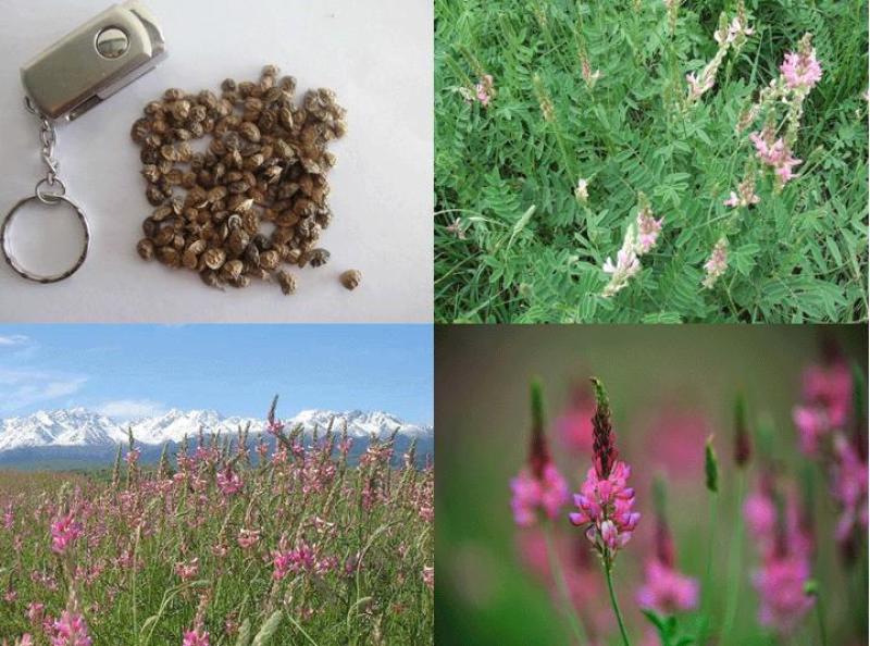 红豆草种子护坡草耐寒耐旱盐碱草籽牧草观赏保土绿肥兼用新型