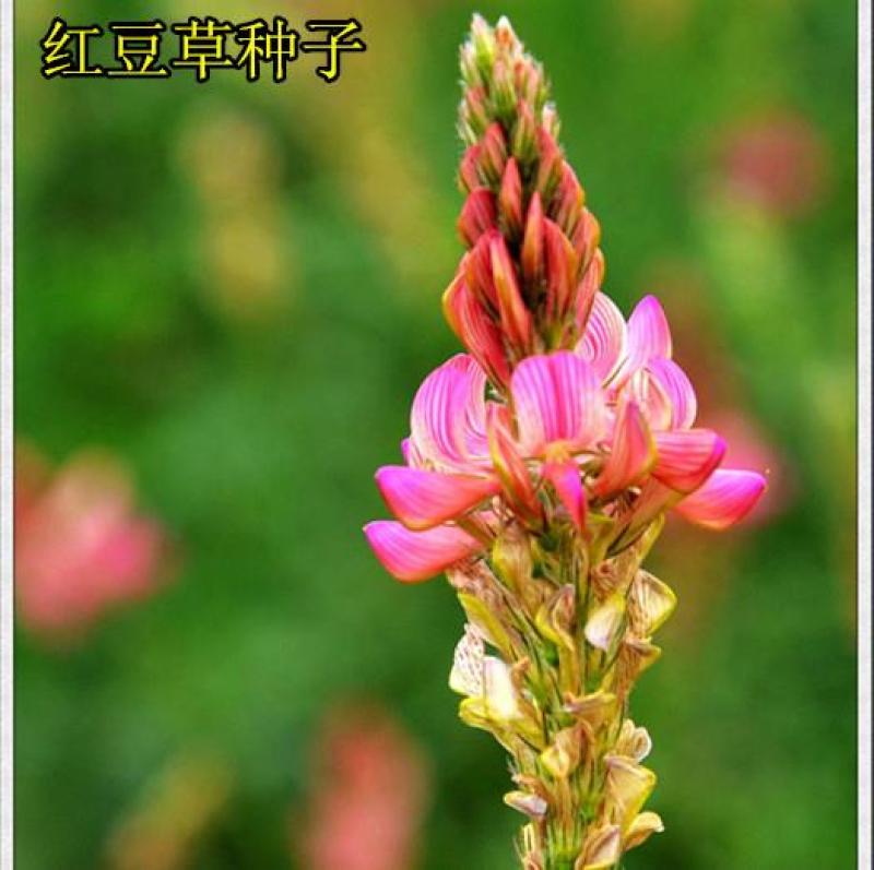 红豆草种子护坡草耐寒耐旱盐碱草籽牧草观赏保土绿肥兼用新型