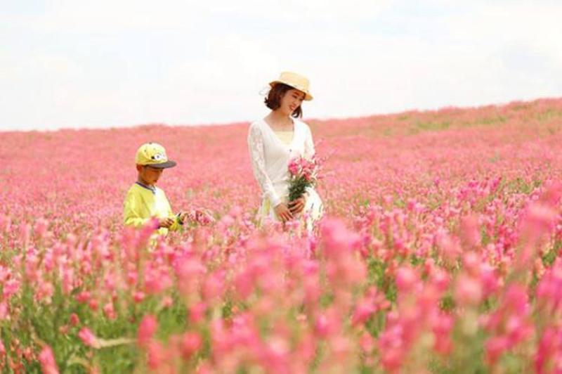 红豆草种子护坡草耐寒耐旱盐碱草籽牧草观赏保土绿肥兼用新型