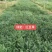红豆草种子护坡草耐寒耐旱盐碱草籽牧草观赏保土绿肥兼用新型