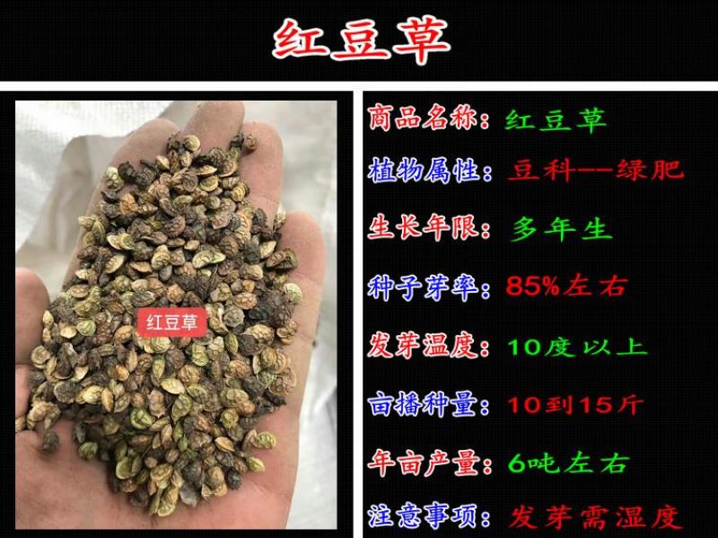 红豆草种子护坡草耐寒耐旱盐碱草籽牧草观赏保土绿肥兼用新型