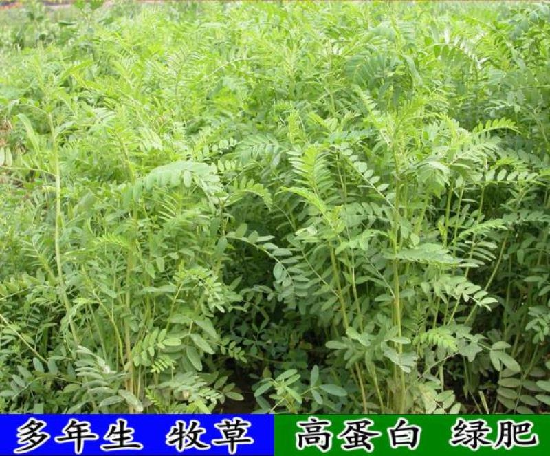 红豆草种子护坡草耐寒耐旱盐碱草籽牧草观赏保土绿肥兼用新型