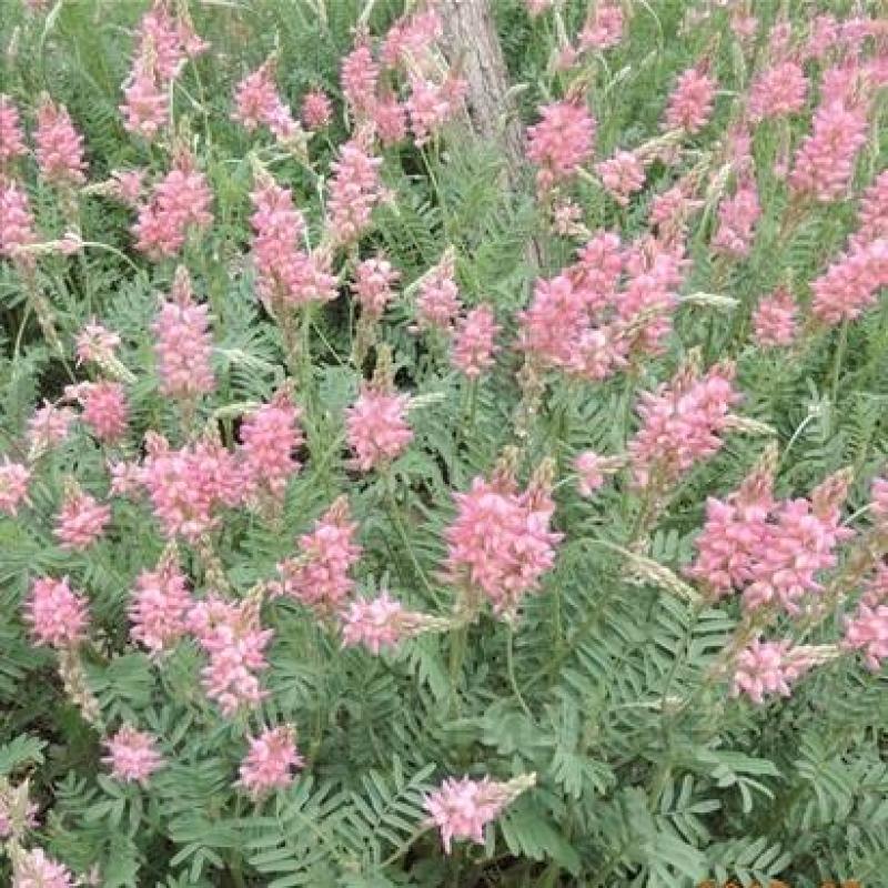红豆草种子护坡草耐寒耐旱盐碱草籽牧草观赏保土绿肥兼用新型