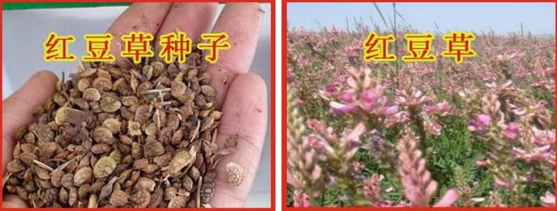 红豆草种子护坡草耐寒耐旱盐碱草籽牧草观赏保土绿肥兼用新型
