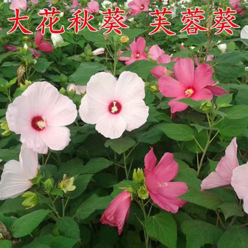 大花秋葵种子