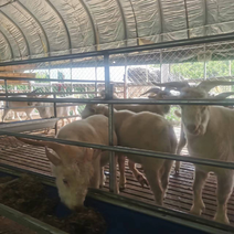 辽宁育肥羊自家基地养殖质量保证可实地考察采购