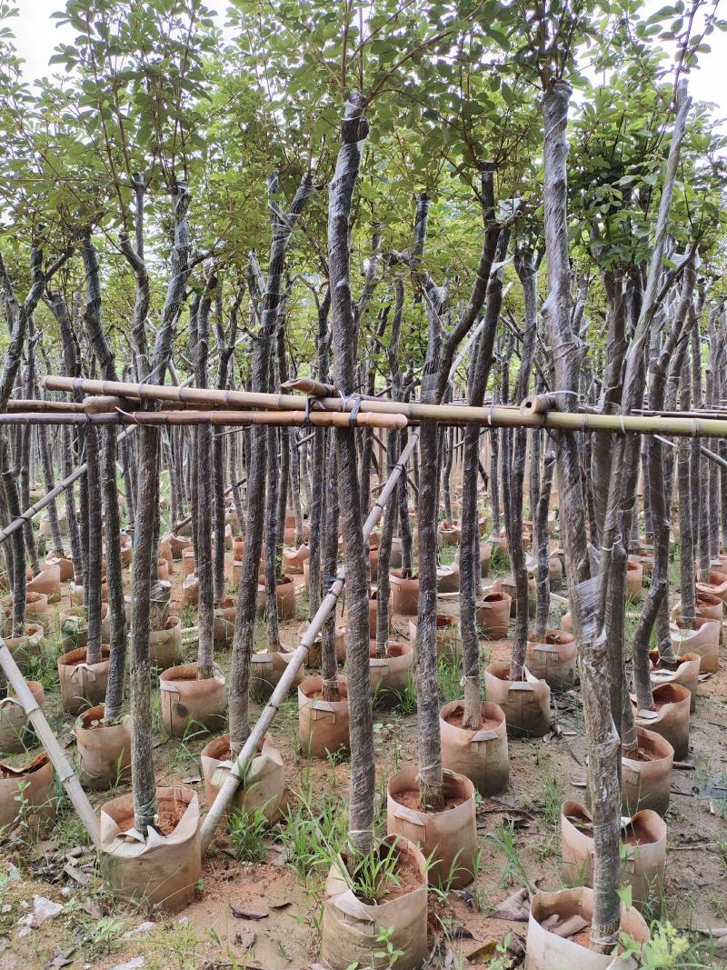 风铃木。广东省揭阳市榕城区供应商
