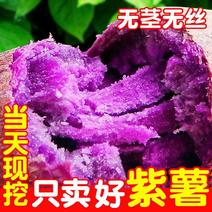 【香甜紫薯】山东紫薯新鲜紫罗兰红薯蜜薯番薯地瓜蔬菜批发2