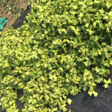 大量供应青皮鲜榛子（7月份现货上市）源头种植