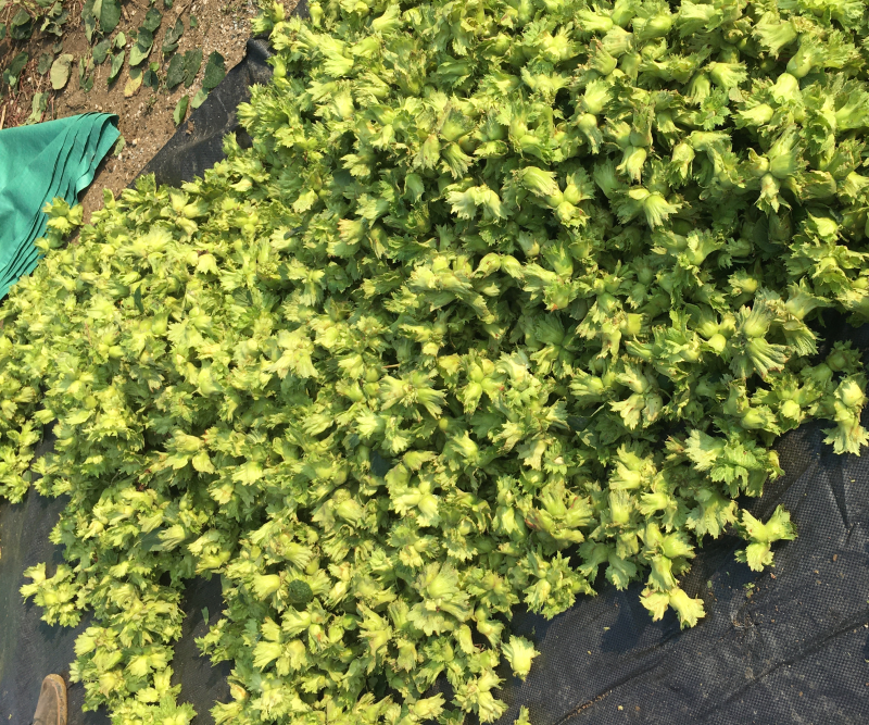 大量供应青皮鲜榛子（7月份现货上市）源头种植