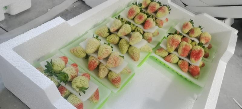 云南蒙特瑞夏草莓