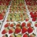 云南蒙特瑞夏草莓