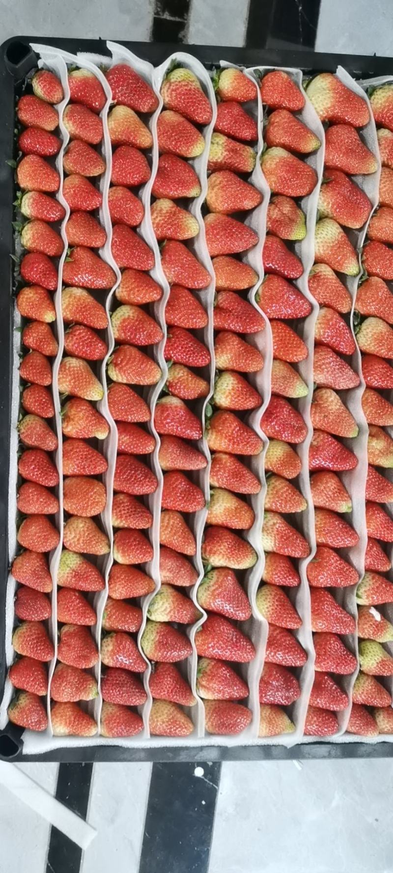 云南蒙特瑞夏草莓