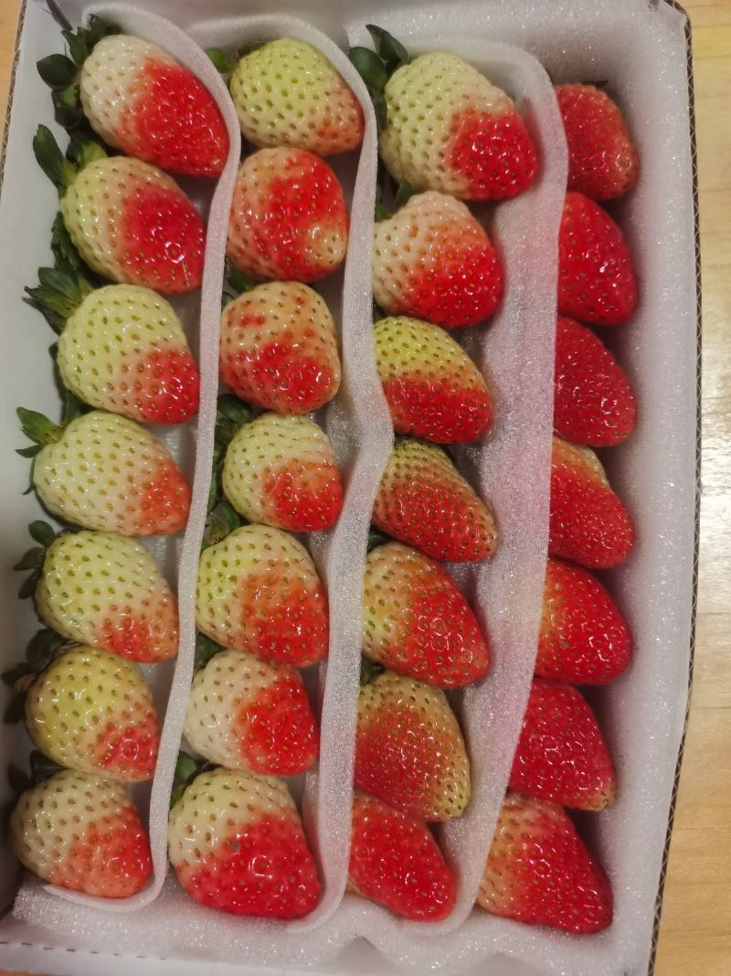 云南蒙特瑞夏草莓