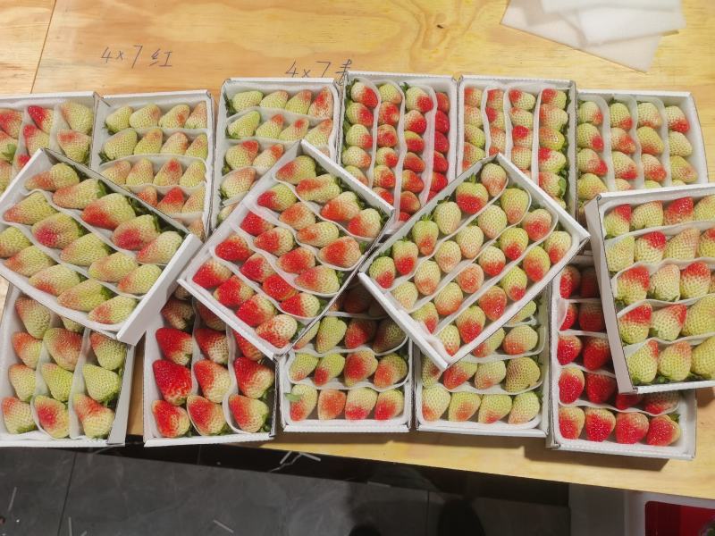 云南蒙特瑞夏草莓