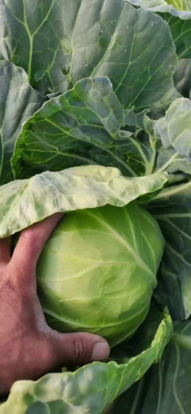 天天鲜优选好甘蓝大量有货有需要货的老板可以下单了