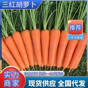 【热卖】胡萝卜红萝卜山东胡萝卜品种齐全原产地直销