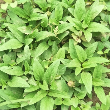 野生夏枯草苗，自然生长，药性强，天然无污染！可盆栽绿化！