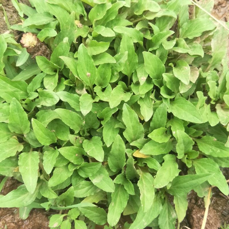 野生夏枯草苗，自然生长，药性强，天然无污染！可盆栽绿化！