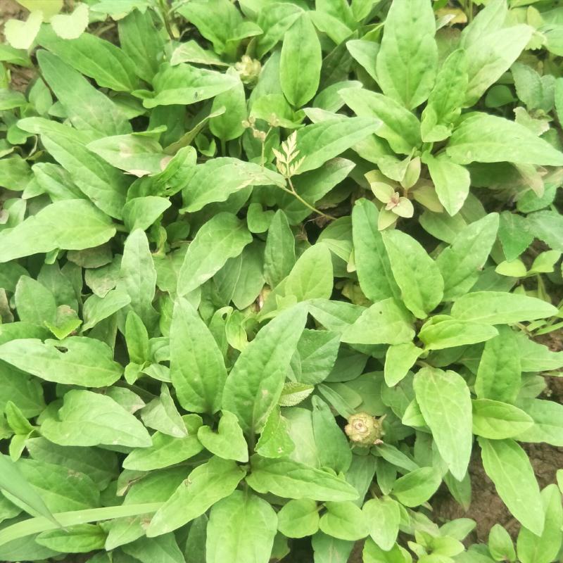野生夏枯草苗，自然生长，药性强，天然无污染！可盆栽绿化！