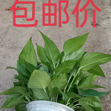 除甲醛净化空气绿萝盆栽室内植物水培花卉绿植绿箩新房家用吸
