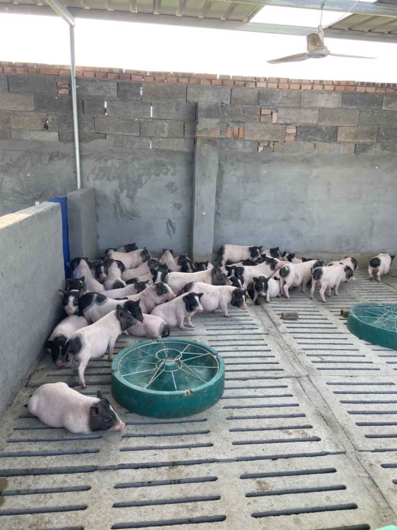 巴马香猪仔猪价格成年巴马香猪怀孕母猪巴马香猪幼崽多少钱