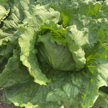 原生菜🥬