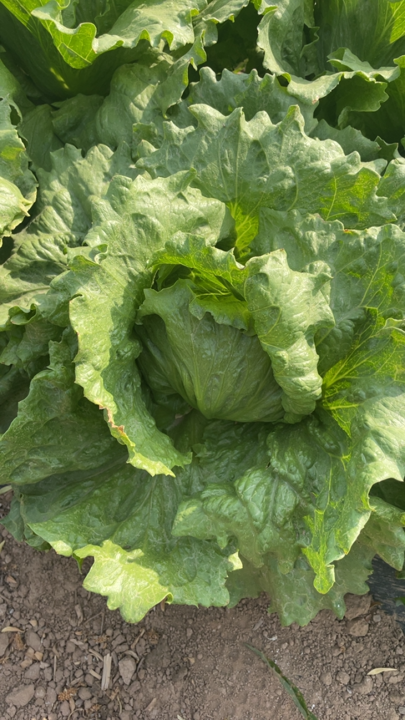 原生菜🥬