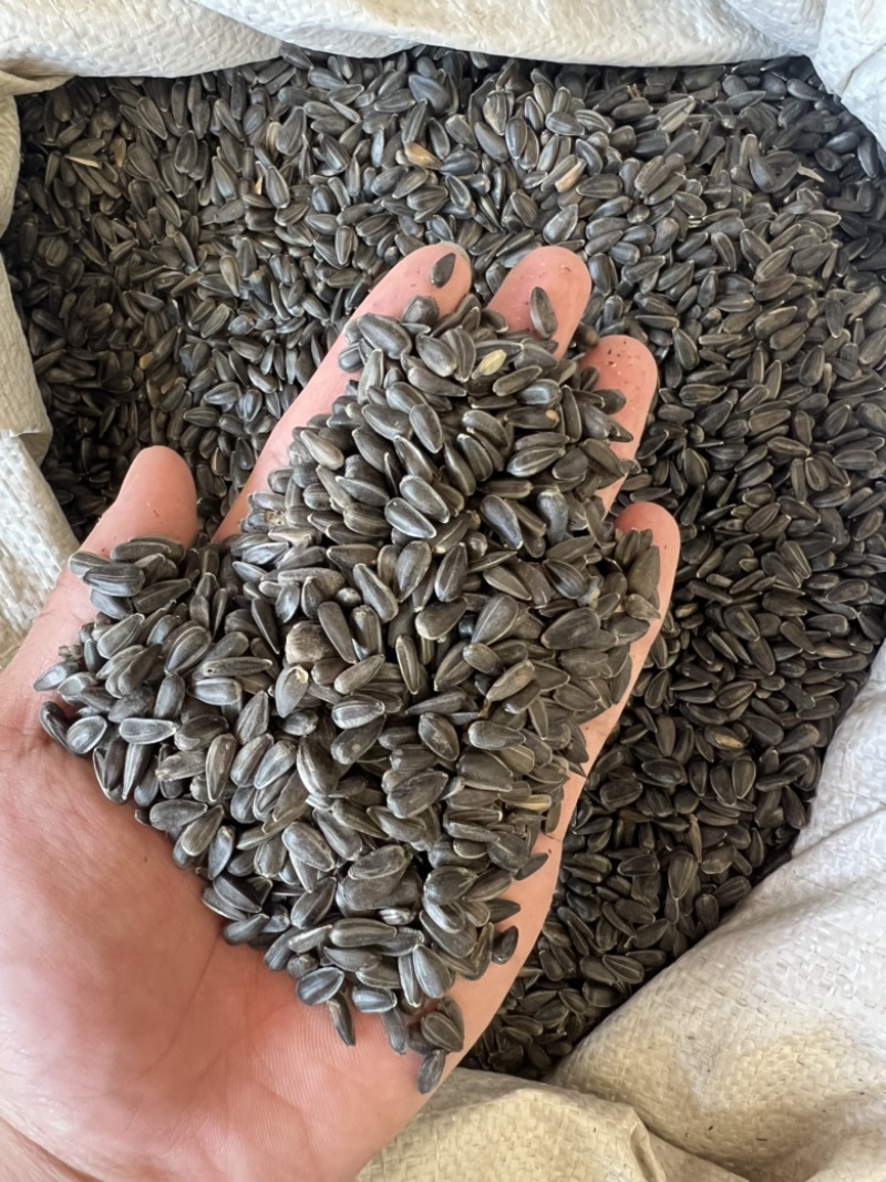 油葵榨油小瓜子鸽子粮黑瓜子饲料现货供应50斤