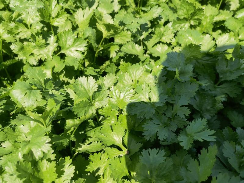 【香菜推荐】老板们好，我是辽宁凌海香菜产地，我们这6初陆