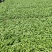 【香菜推荐】老板们好，我是辽宁凌海香菜产地，我们这6初陆