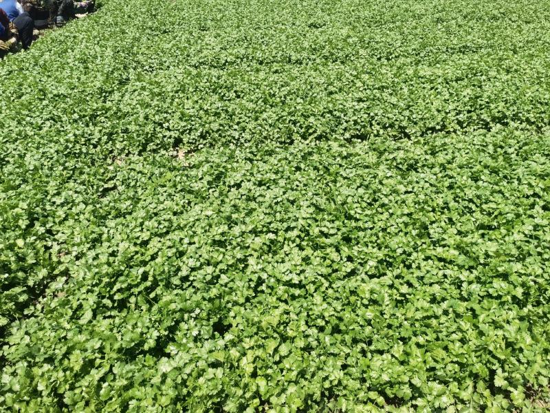 【香菜推荐】老板们好，我是辽宁凌海香菜产地，我们这6初陆