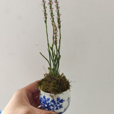 盘龙叁