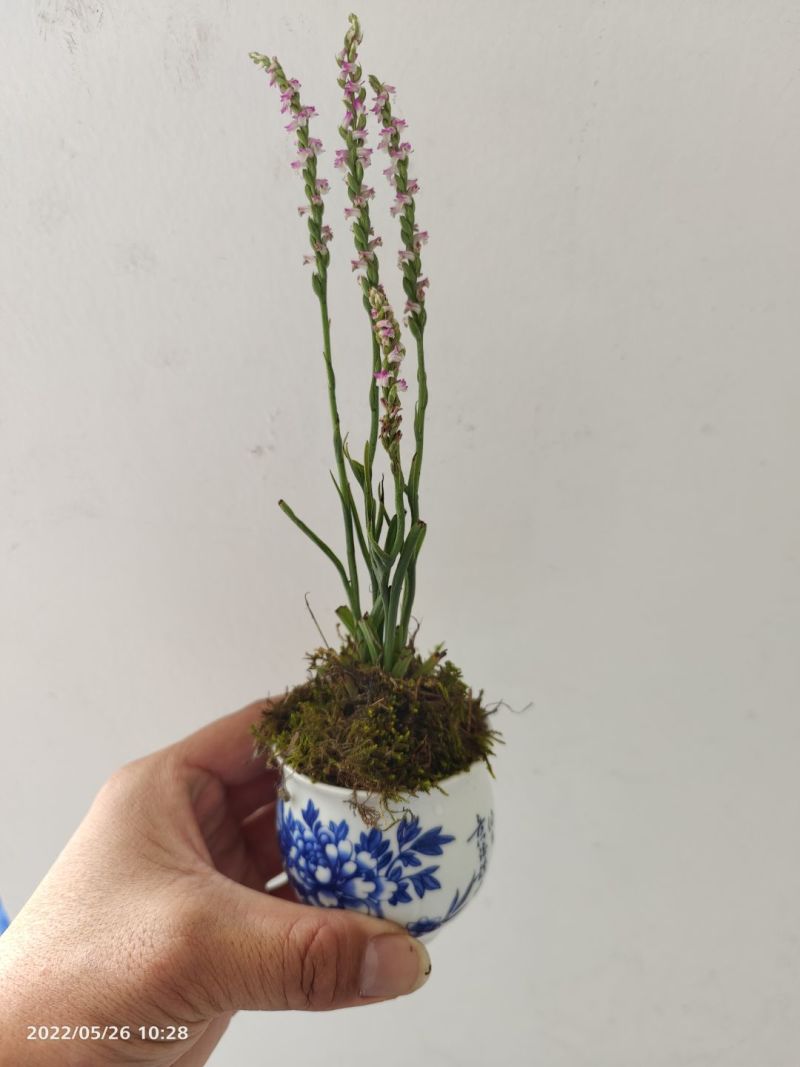 盘龙叁