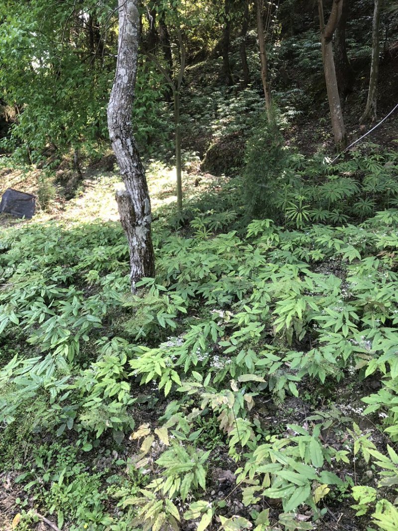 淫羊霍种子