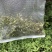 淫羊霍种子