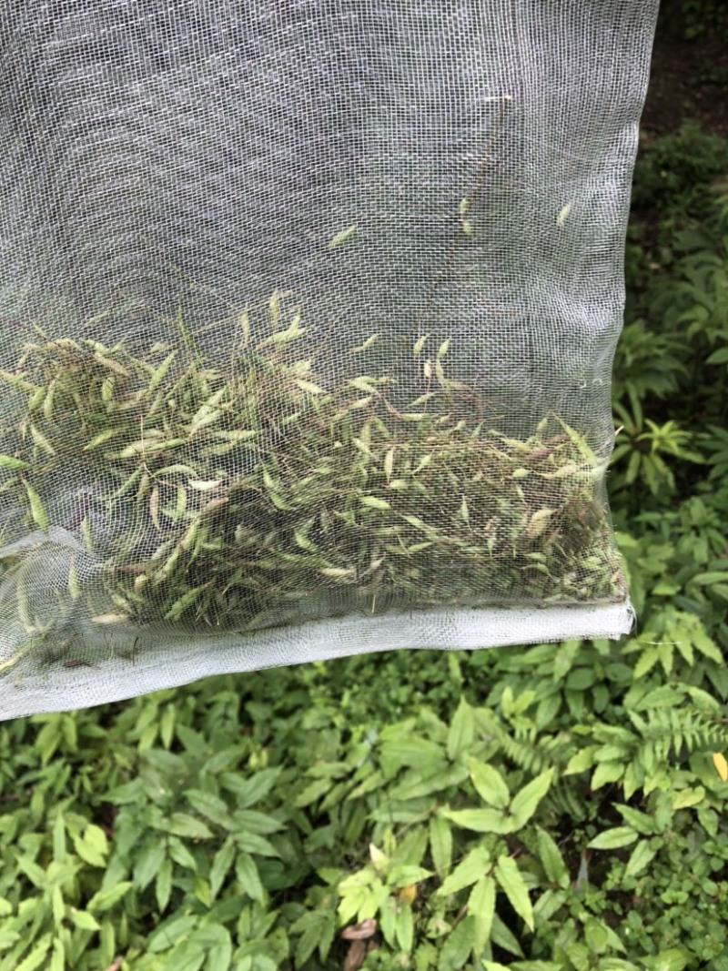 淫羊霍种子