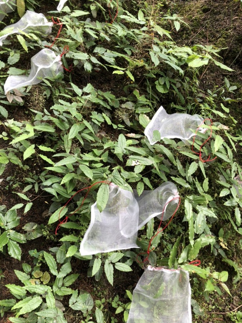 淫羊霍种子