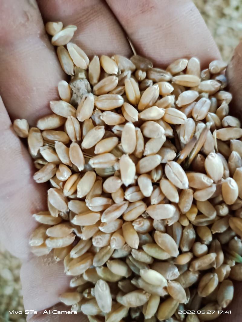 湖北襄阳老河口优质干小麦水份十四以内，包上车