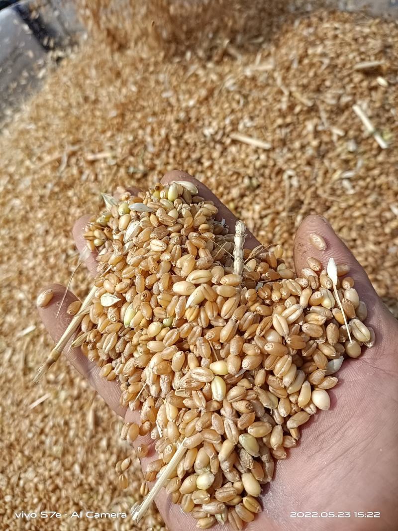 湖北襄阳老河口优质干小麦水份十四以内，包上车