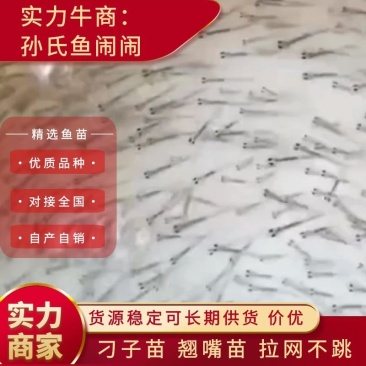 翘嘴苗湖北刁子苗拉网不跳的优质品种🔥🔥热售🔥