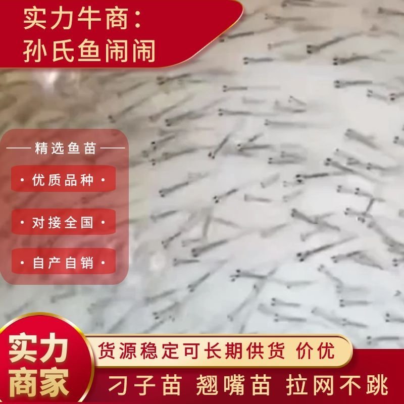 翘嘴苗湖北刁子苗拉网不跳的优质品种🔥🔥热售🔥