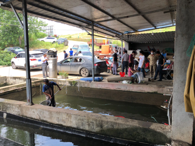 翘嘴苗湖北刁子苗拉网不跳的优质品种🔥🔥热售🔥