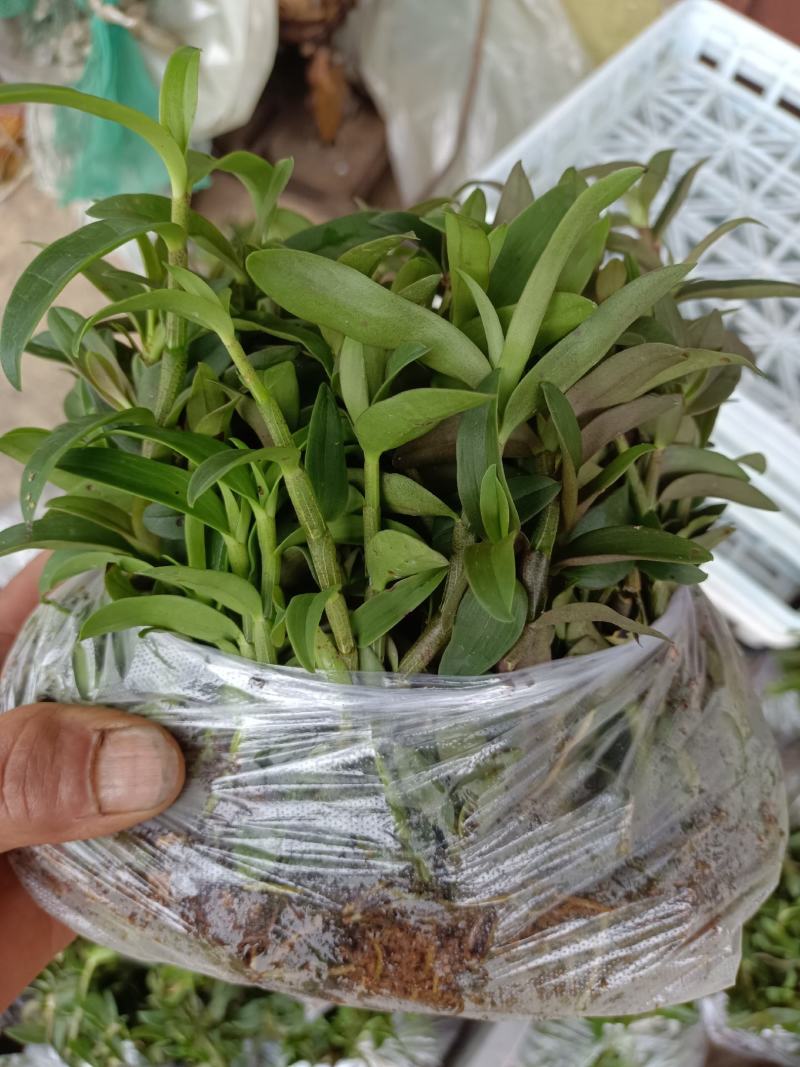 铁皮石斛苗，驯化苗，包技术，高成活率，好管理，高产