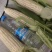 水果玉米花糯玉米白糯玉米超标货大量供应超市电商