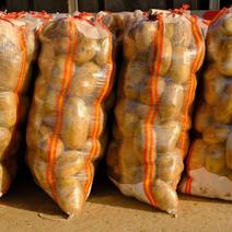 滕州精品4两以上大青头土豆，产地直销，欢迎选购。